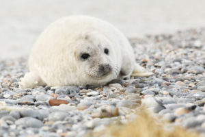 seal pup on Heligoland seal pup on Heligoland